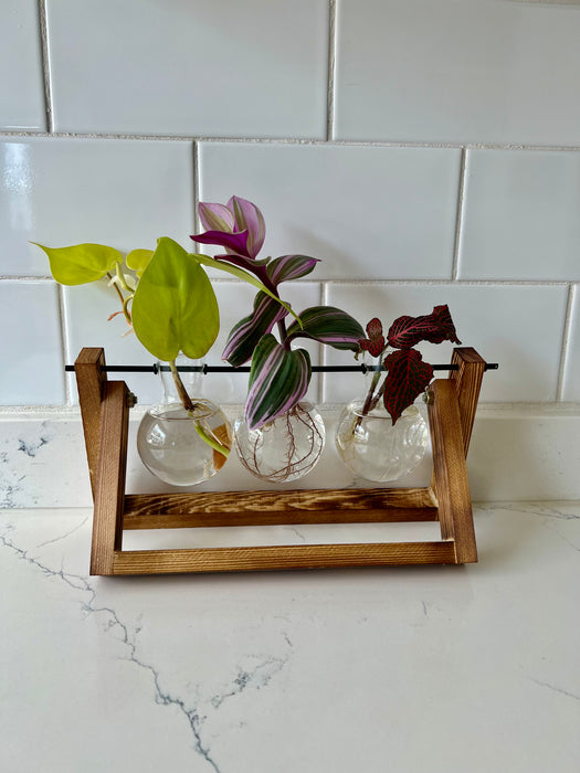 3 Glass Bulb Wood Propagation Station